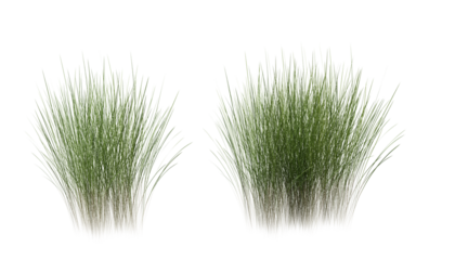 Bunches of grass on a transparent background. 3D rendering.	