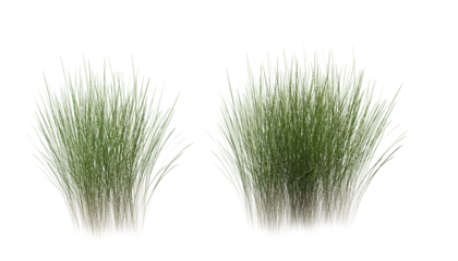 Photo sur Plexiglas Herbe Bunches of grass on a transparent background. 3D rendering. 