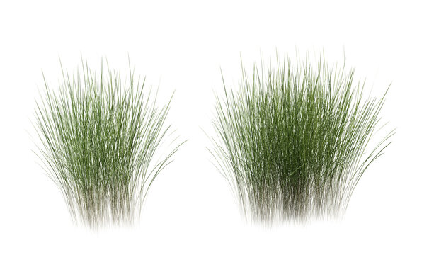 Bunches of grass on a transparent background. 3D rendering.	