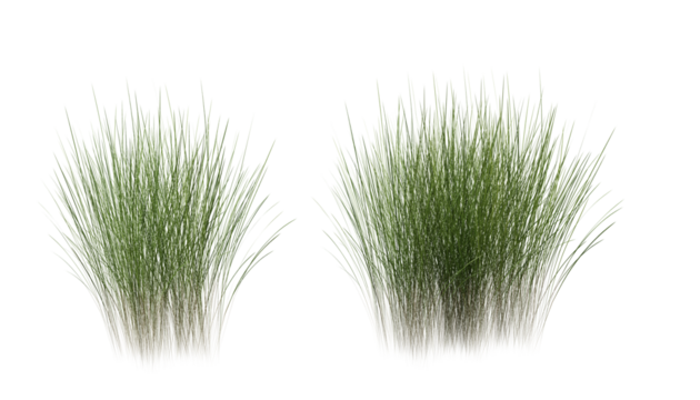 Bunches of grass on a transparent background. 3D rendering.	