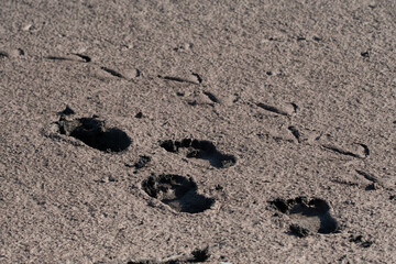 Human and flamingo footprints in the mud