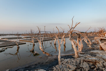 Dry trees in an abandoned city that was submerged under salt water, with ruins of its architecture,...