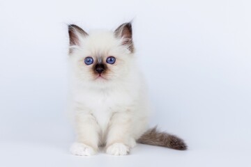 Sacred Birman Cat, birma kitten on a white background
