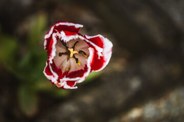 Rozkwitnięty kwiat tulipanu. 