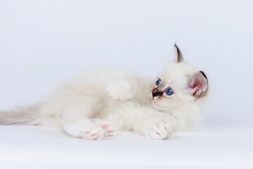 Sacred Birman Cat, birma kitten on a white background