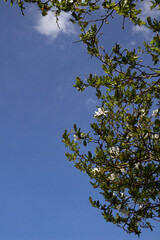 Magnolia flowering. Blossoming white magnolia flowers on the branches against the sky.