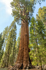 Fototapeta premium General Sherman Tree - A low-angle view of General Sherman tree, the world's largest tree measured by volume, towering 275 feet high in Giant Forest sequoia grove of Sequoia National Park, CA, USA.