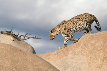 African Leopard walking across a sandstone ledge