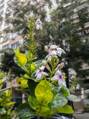 Pseuderanthemum Reticulatum flowers also called Japanese jasmine, melati jepang, yellow-vein eranthemum and golden pseuderanthemum..