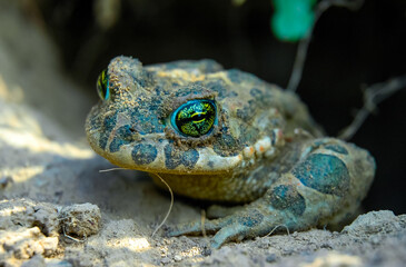 A green toad crawled out of its burrow after wintering underground