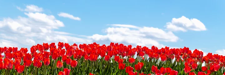 Gordijnen Beautiful fresh red tulips against blue sky with clouds. Nature park, spring and summer, beauty and care. Banner © Надія Сенько