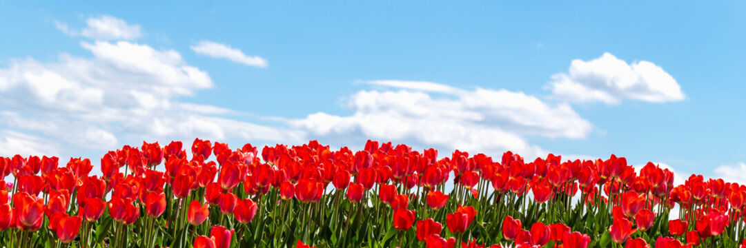 Beautiful fresh red tulips against blue sky with clouds. Nature park, spring and summer, beauty and care. Banner
