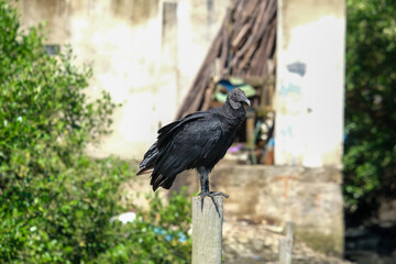 Close up scavenger black vulture urubu standing on the branch with isolated background.