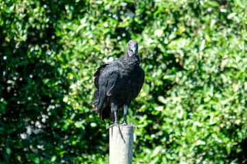 Close up scavenger black vulture urubu standing on the branch with isolated green leaves tree background.