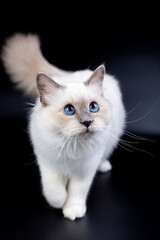Sacred Birman Cat, birma, kitten on a black background isolated