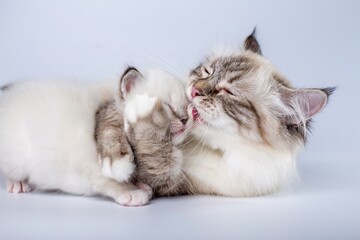 Sacred Birman cat, with kitten on a white background
