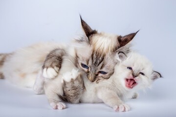 Sacred Birman cat, with kitten on a white background