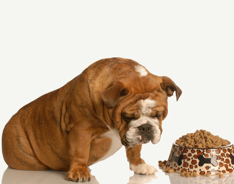 finicky or picky bulldog pouting beside full bowl of dog food