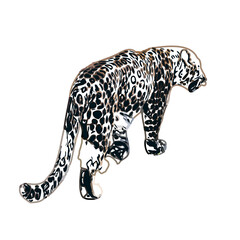  color sketch of leopard with transparent background