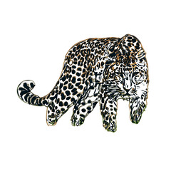  color sketch of leopard with transparent background
