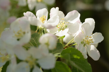 The apple tree in bloom. Apple blossom flowers in a spring orchard