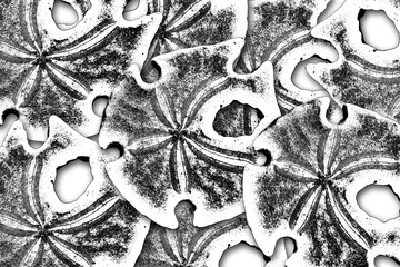 Sand Dollars Ink Illustration, Sea Urchins