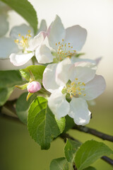 The apple tree in bloom. Apple blossom flowers in a spring orchard