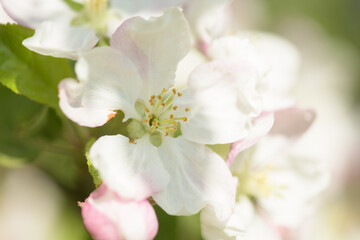 Fototapeta na wymiar The apple tree in bloom. Apple blossom flowers in a spring orchard