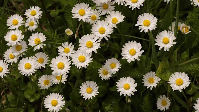 daisies bloom in the meadow