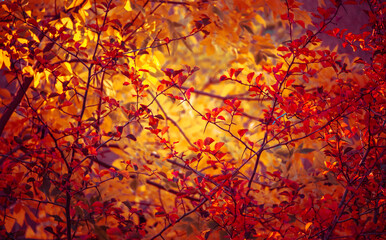 Naklejka na ściany i meble Autumn Tree canopy Texture