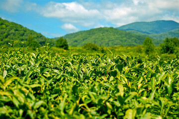 Fototapeta na wymiar The most northern tea in the world