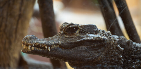 Detail of the head of Osteolaemus tetraspis