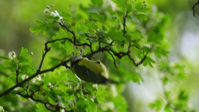 titmouse on a flowering hawthorn branch