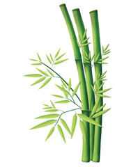bamboo isolated on white background
