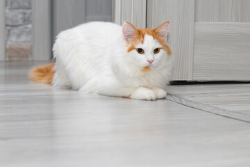 domestic white cat lies on the floor at home