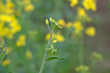 Close up image of isolated rapeseed in bloom with insects on flowers
