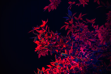 High contrast red and blue leaves on black background