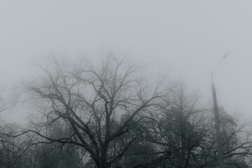 Silhouettes of trees without leaves in dense fog