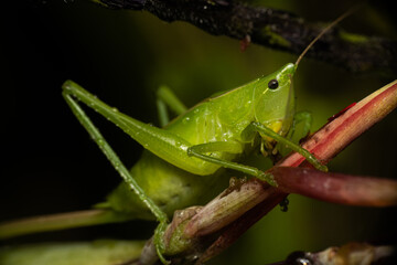 Green Grasshopper insect in Costa Rica