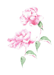 Obraz na płótnie Canvas Watercolor flowers bouquet illustration - hand drawn peony, rose, botanical floral on transparent png background to design wedding postcard, invitations