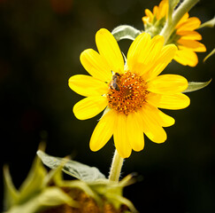 sunflower flower with a bee on top