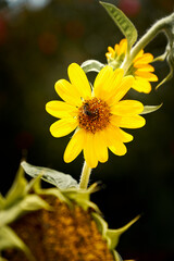 sunflower flower with a bee on top