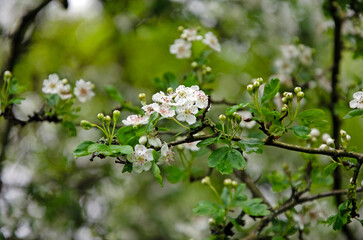 Flowering hawthorn bush in spring