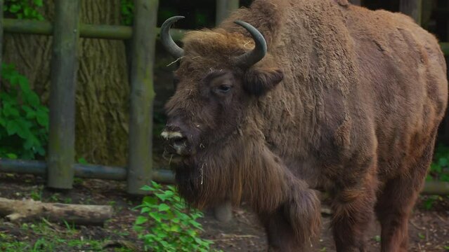 bison in park
