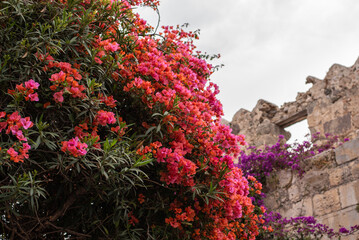 bougainvillea magenta red pink purple flowers mediterranean