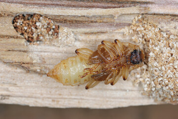 Pupae of the Welsh Oak Longhorn beetle (Pyrrhidium sanguineum) from family Cerambycidae (longhorn beetles) found in the wood of an oak tree.