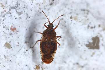 Elm seed bug. Close-up portrait. Macro photo