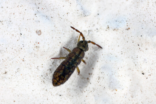 A marsh springtail, Isotomurus palustris on wall of hose.