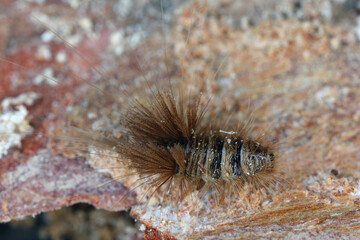Larvae of the cobweb beetle (Ctesias serra) (Dermestidae) living under the bark of dead trees. It...