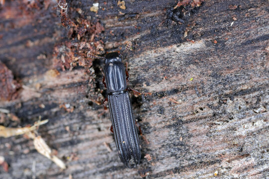 Cylindrical Bark Beetle on dead wood (Colydium elongatum) Zopheridae.